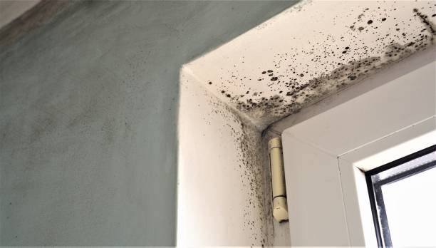 Best Forensic Mold Investigation  in Broadview Park, FL