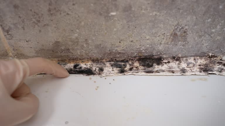 Best Attic Mold Removal  in Broadview Park, FL